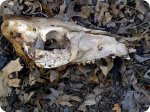 IMG-20120316-00257 Large Boar Skull.jpg
