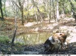 Water Hole Wallow 1.JPG