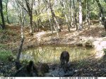 Water Hole Wallow .JPG