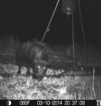 large boar.jpg large boar.jpg