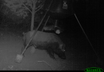 big caldwell boar.png