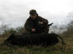 kays hogs 001.JPG