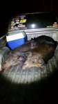 hogs.jpg