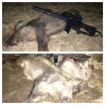 Hogs 2-7-15.JPG