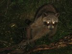 raccoon with 2 traps 002.JPG