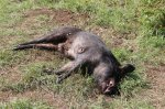 IMG_0462.JPG