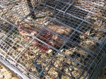 pig head 002.JPG