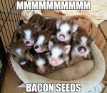 bacon seeds.jpg