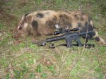 hog nov 6 065.JPG