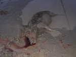 hogs at rigos 004.JPG