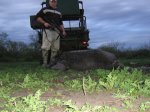 hogs at rigos 006.JPG