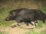 200 pound Boar Hog 005.JPG