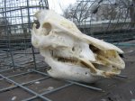 skull 001.JPG