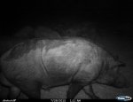 Cdy00097.JPG