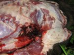 Hog down 003.JPG