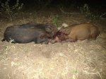 2 piglets.jpg