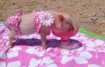 PigBikini.jpg