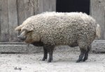 sheep pig.jpg