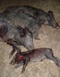 4 hogs.jpg