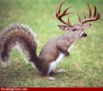 Squirrel-Deer--4234.jpg