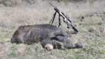 Hog025b.jpg Hog025b.jpg