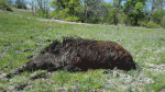 Hog026.gif Hog026.gif