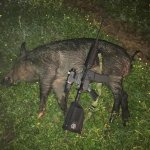 pig-march2017.jpg