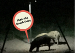 Hate Ranch Fairy.png