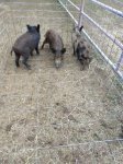 3 little pigs.jpg