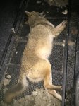 Yote 1.JPG