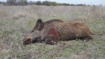Hog41b.gif