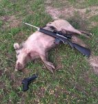 Pig111.JPG