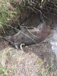 CreekHog2.JPG CreekHog2.JPG