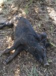 KentPig6.JPG