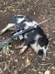 ZonePigs3.JPG