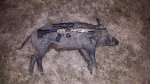 Hog057X.jpg