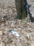 IMG_1134.JPG