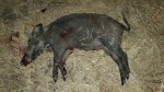 Hog074x.jpg