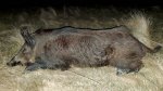 Hog078x.jpg