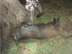big_boar.png