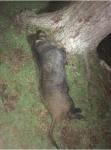 big_boar2.png