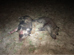 smaller_boars.png