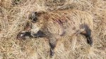 Hog085x.jpg