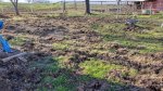 Rooting at Bob Greenwood's property (4).jpg