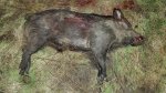 Hog086x.jpg