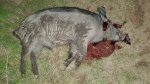 Hog09021728.jpg