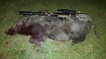 Hog0905836.jpg