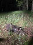 IMG_1976.jpeg
