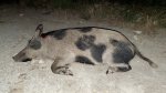 Hog094x.jpg