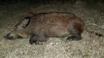 Hog0001x.jpg